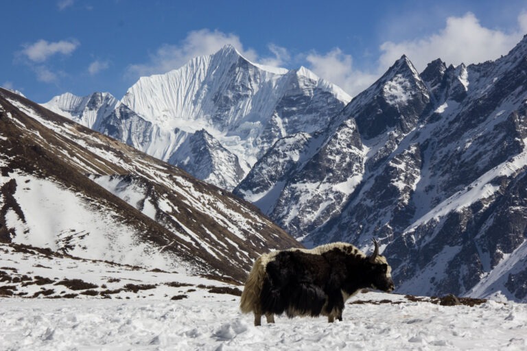 Yak in Kyangin Gompa