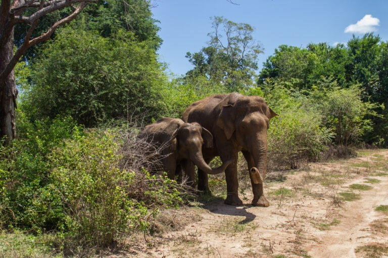 Asiatische Elefanten im Uda-Walawe-Nationalpark