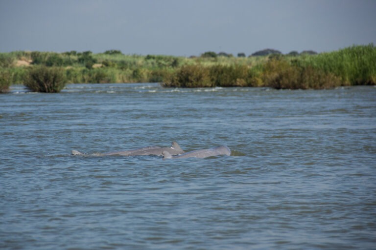 Irrawaddy Flussdelfine