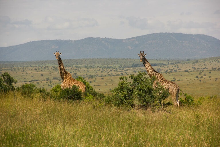 Die Riesen Afrikas