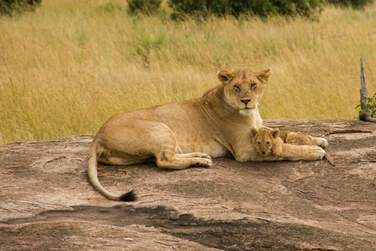 Der kleine Simba :-)
