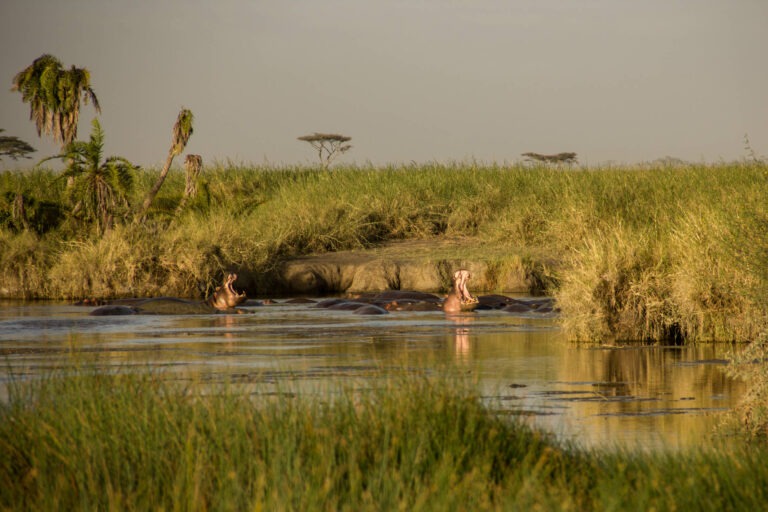 Nilpferd Pool