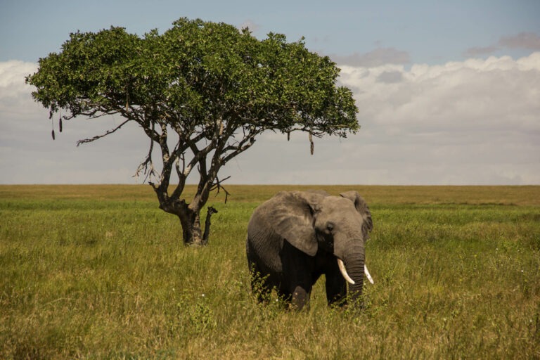 Elefant vorm Akazienbaum