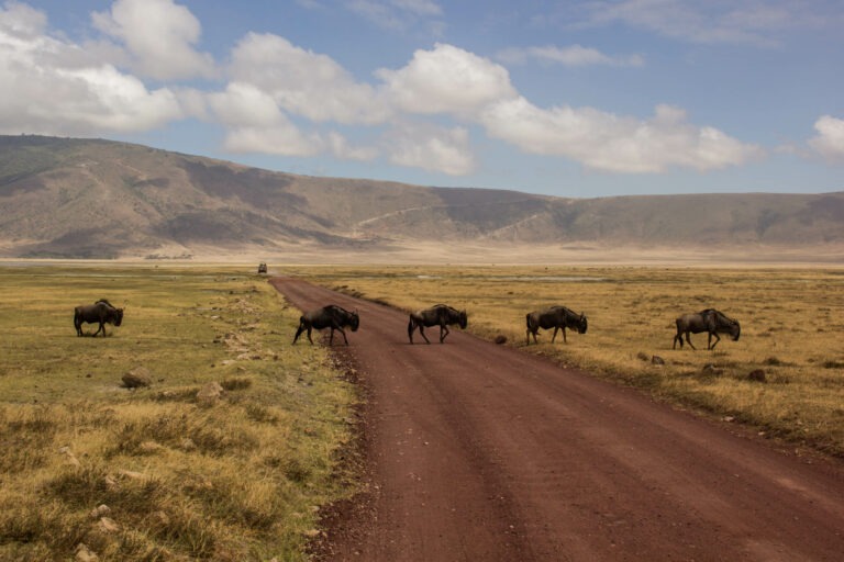 Gnus im Ngorongoro Crater