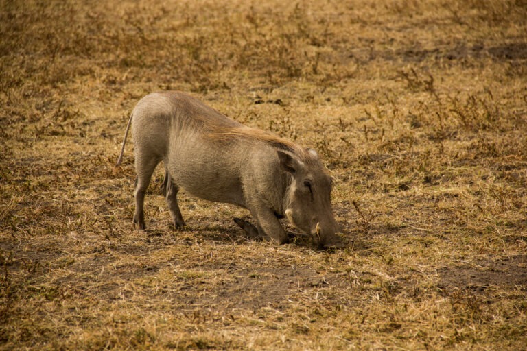 Grasendes Warzenschwein