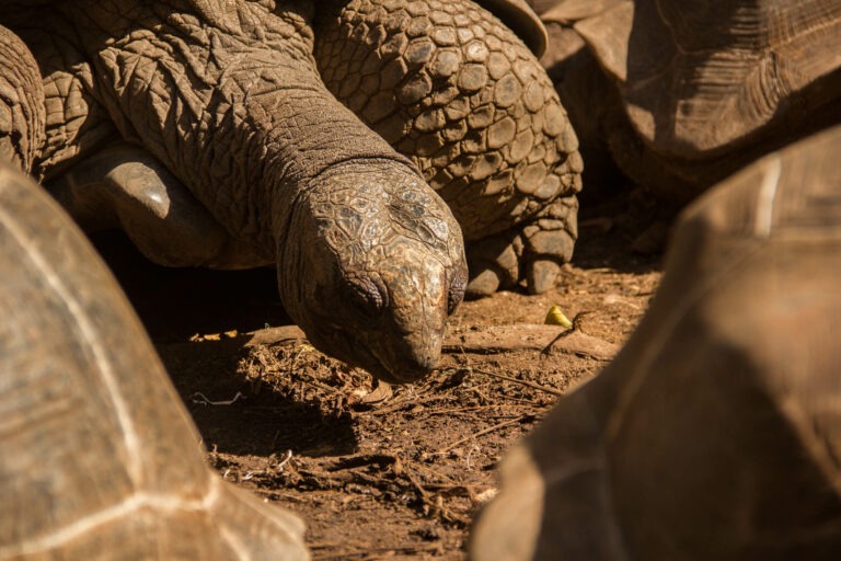 Riesenschildkröten...