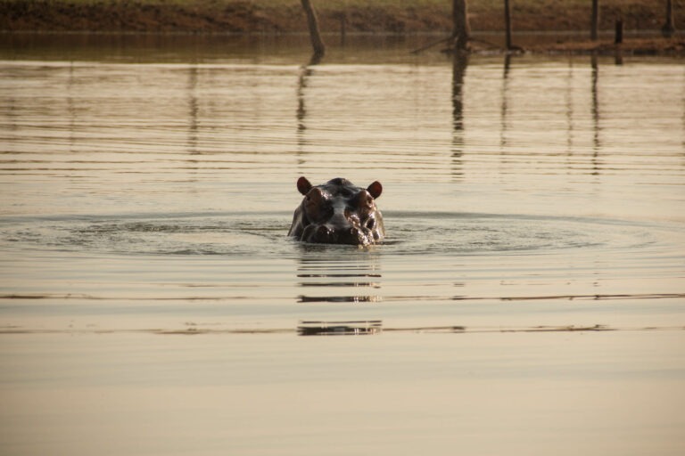 Nilpferd im Lake Kariba