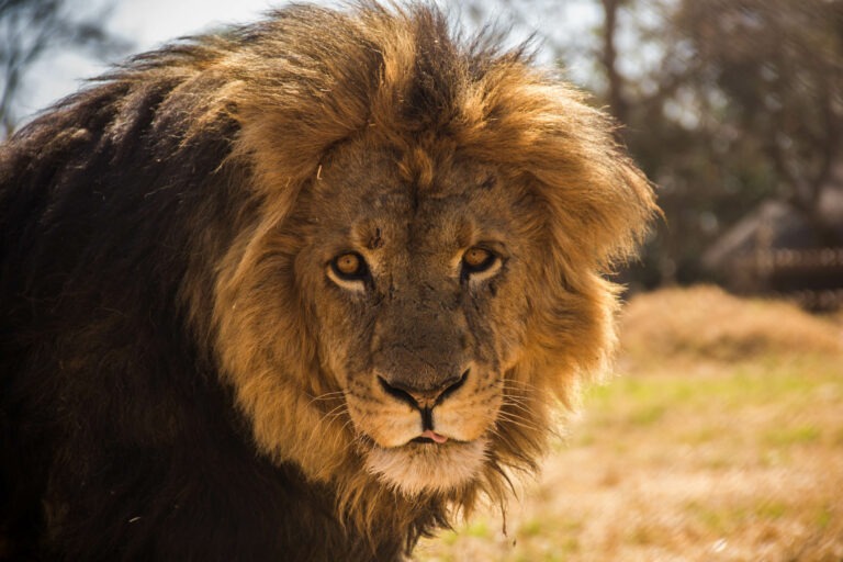 Der König der Tiere