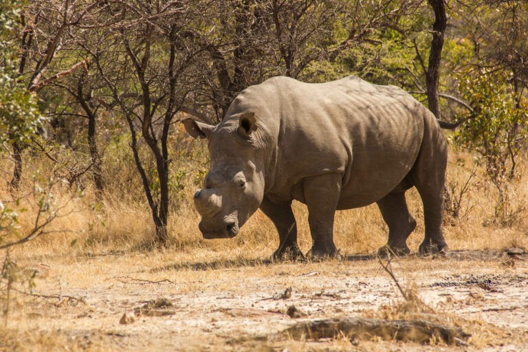 Das bedrohte Breitmaulnashorn