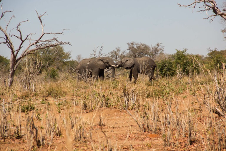 Im Chobe Nationalpark