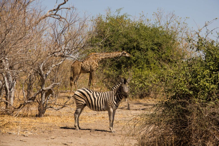 Pures Afrika