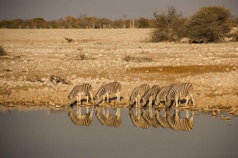 Zebras am Wasserloch