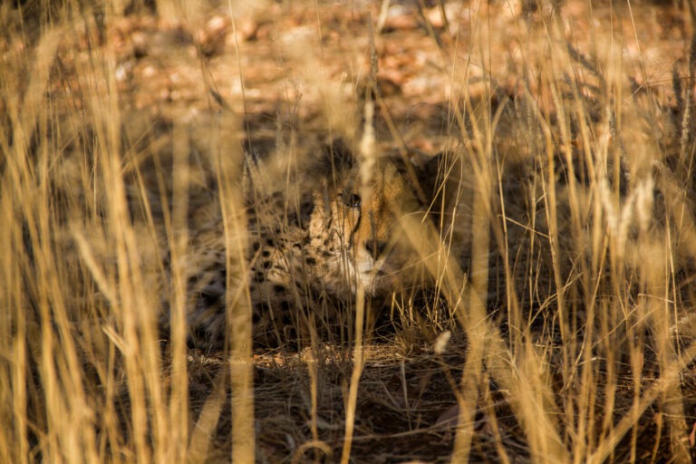 Gepard