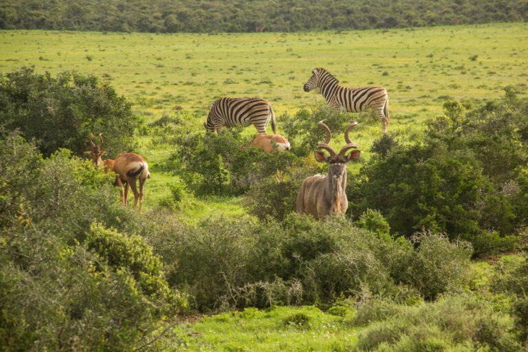 Addo Nationalpark