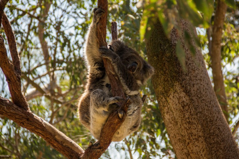 Koala beim Entspannen