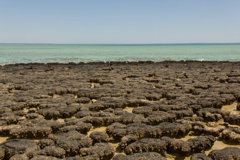 Stromatolithen (die ältesten Fossilien der Erde)