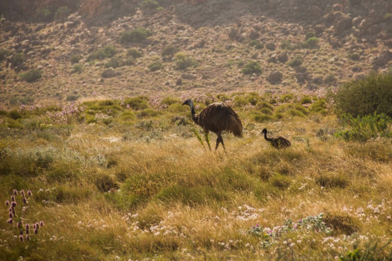 Emus