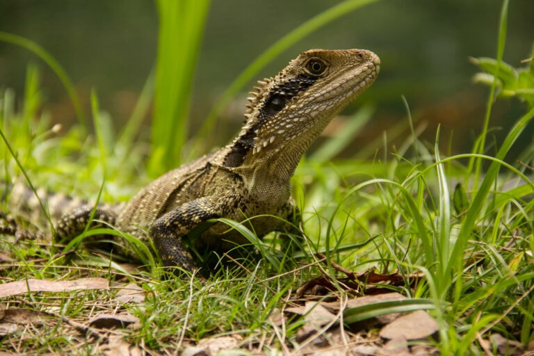 Wasseragame