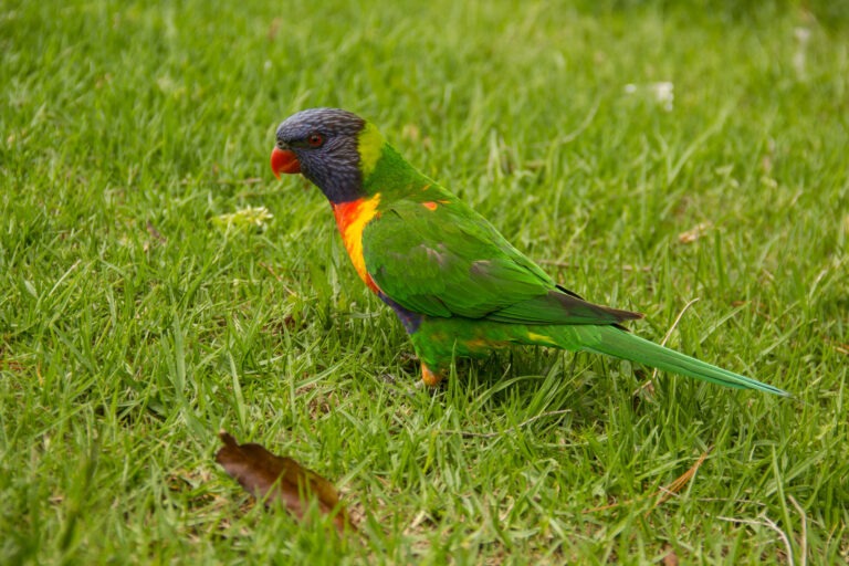 Regenbogenlori