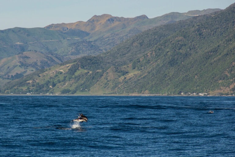 Dusky Dolphins in Kaikoura